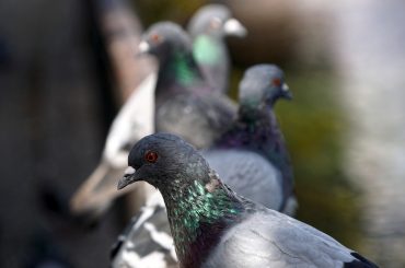 Bird Fancier’s Lung