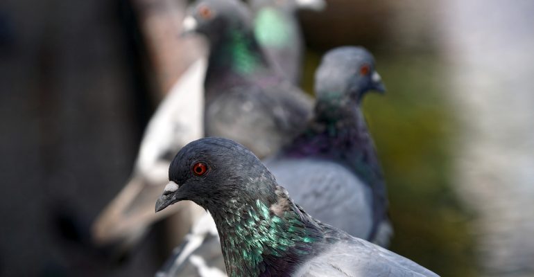 Bird Fancier’s Lung