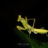 The Yogic Praying Mantis