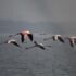 World Migratory Bird Day: A Flamboyance of Flamingos in India