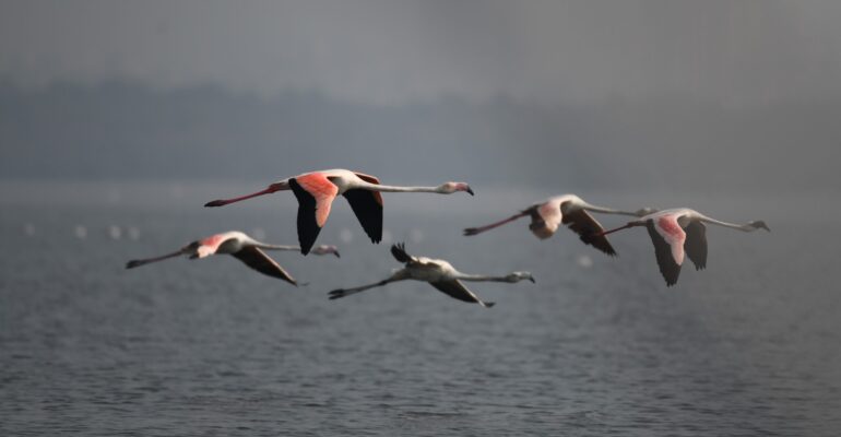 World Migratory Bird Day: A Flamboyance of Flamingos in India