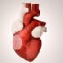 HEALING OF A BROKEN HEART: THE ROLE OF OXYTOCIN IN REGENERATION OF HEART CELLS.