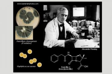 Penicillin’s Comedy of Errors: A Laughable Journey Through Mould and Medicine