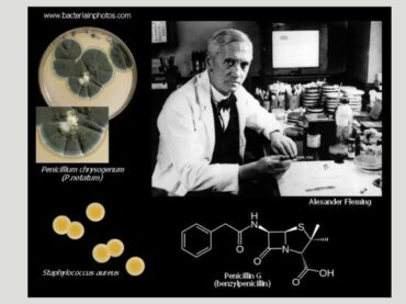 Penicillin’s Comedy of Errors: A Laughable Journey Through Mould and Medicine