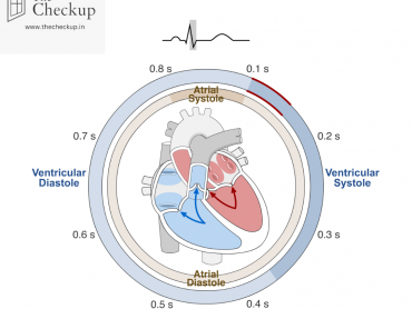 The Beauty of Our Cardiac Cycle