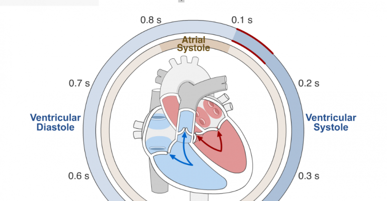 The Beauty of Our Cardiac Cycle