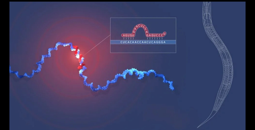 The Nobel Prize in Physiology or Medicine 2024 The Checkup