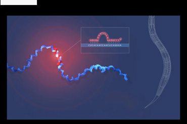 The Nobel Prize in Physiology or Medicine 2024